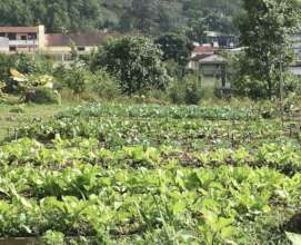 One side of our Organic Community Garden.