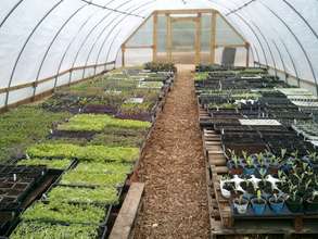 plants sprouting in our hoop house.