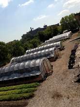 Growing Food in the City