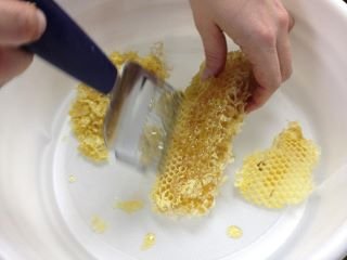 Harvesting Honey!