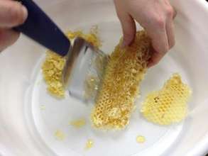 Harvesting Honey!