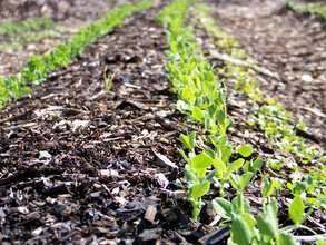 snap peas and radishes