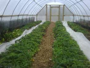 Lots of kale flourishing in the dead of winter!