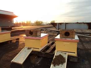 bee hives at sunset.