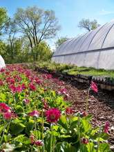 flowers and hoop houses