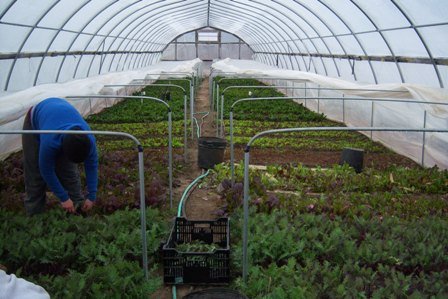 Help Build Iron Street Farm on Chicago's Southside