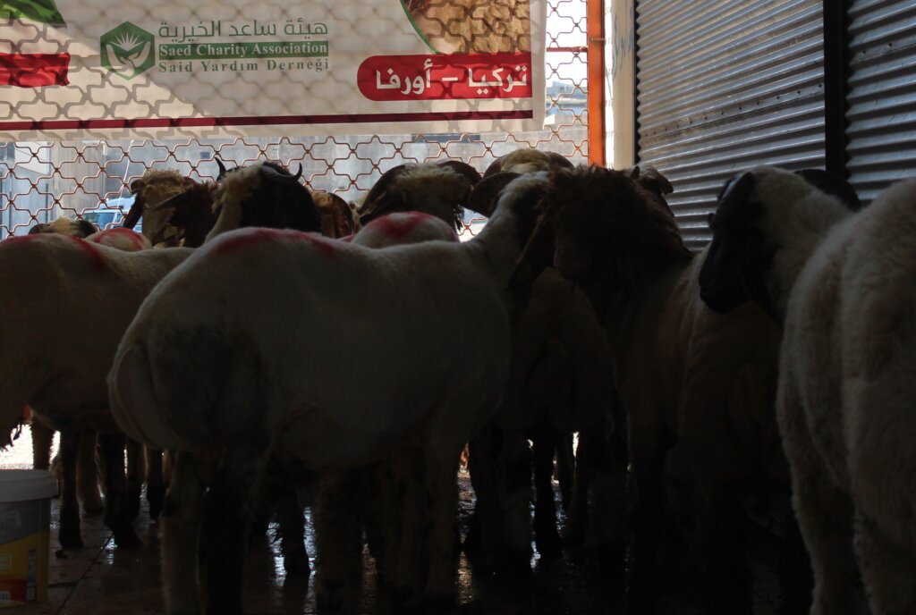 Reaching Earthquake Victims with Qurbani
