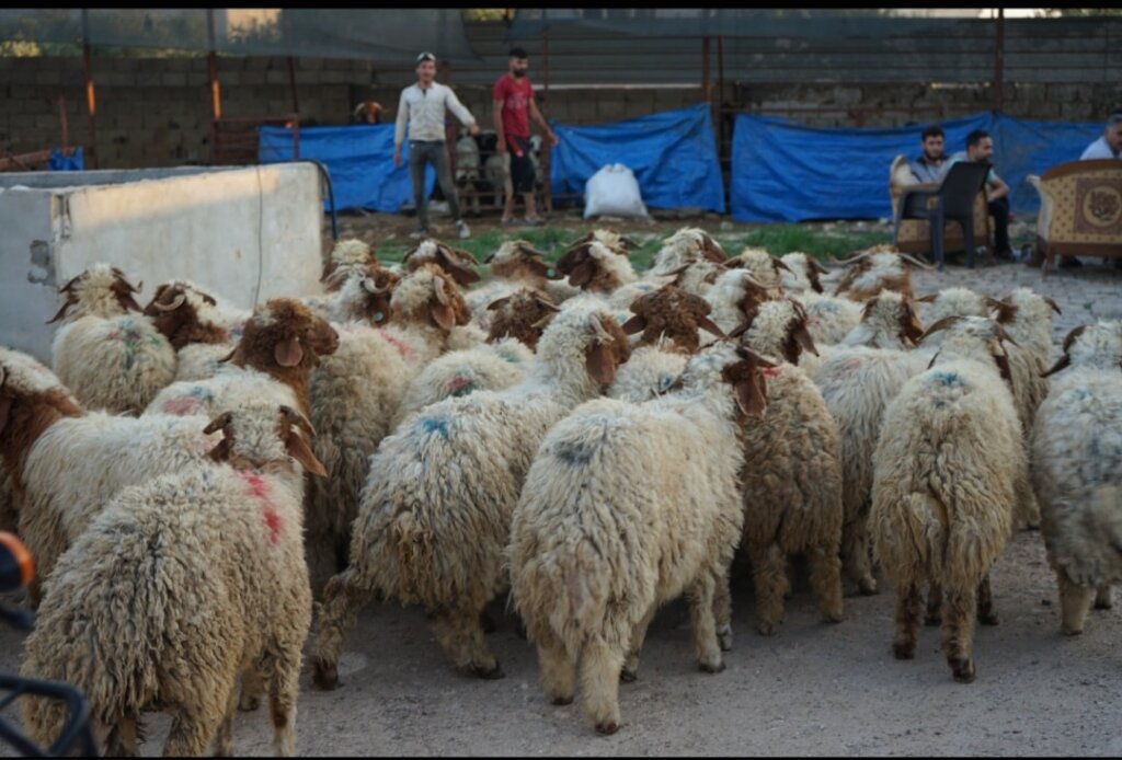 Reaching Earthquake Victims with Qurbani