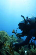 Hard work underwater collecting coral samples