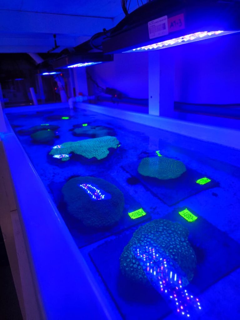 Acclimating Colonies