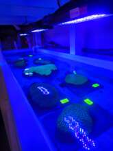 Acclimating Colonies