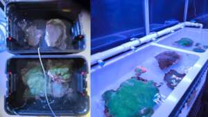 Coral Colonies