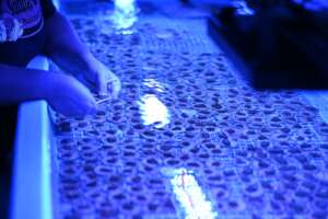 Coral Wet Lab