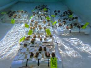 Coral Microfragments