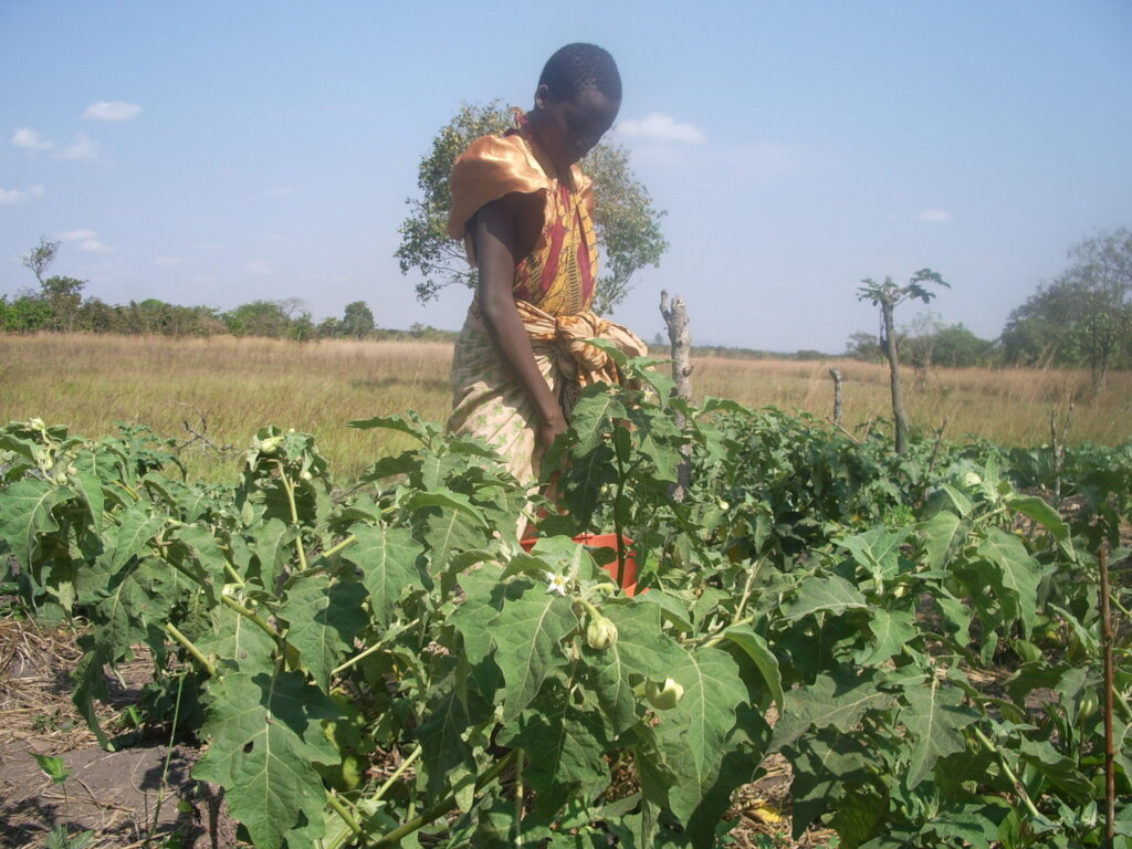 Sponsor 200 Youth's decent job in Kigoma, Tanzania