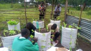 Vegetable farming