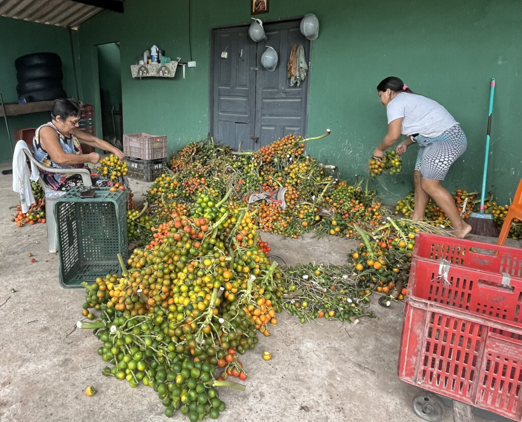 New Opportunity to Help Amazon Rain Forest!