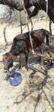 Cow assisted standing during rehab