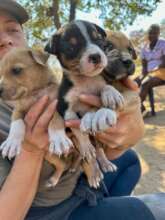 Puppies at outreach