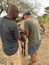 Donkeys with wounds being treated