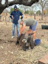 Cow down after birth