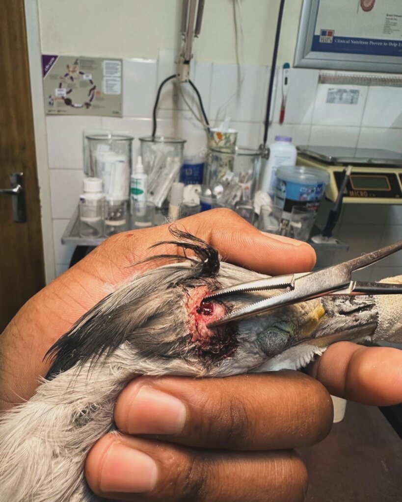 Animal Treatment Fund