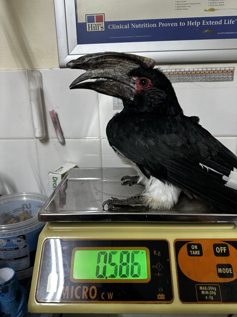 Animal Treatment Fund