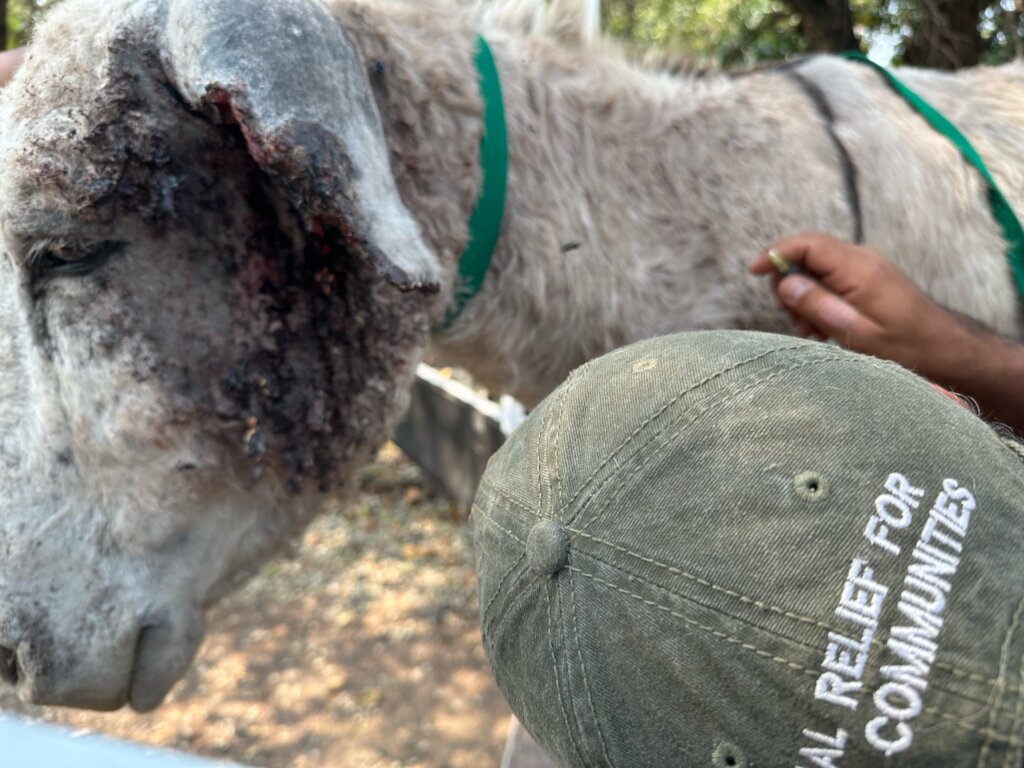 Animal Treatment Fund