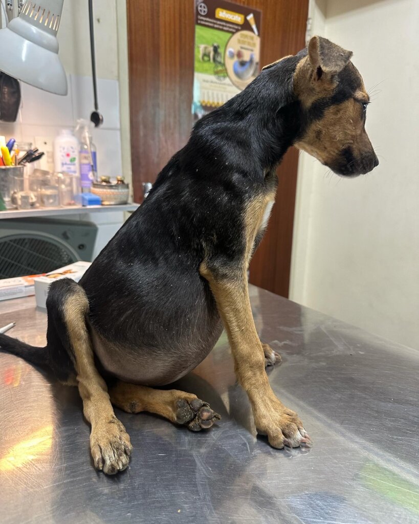 Animal Treatment Fund