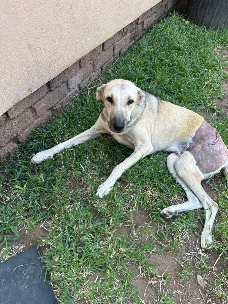 Animal Treatment Fund