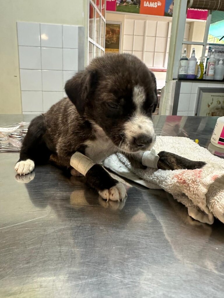 Animal Treatment Fund