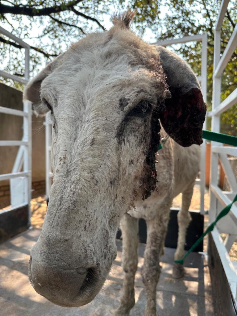 Animal Treatment Fund