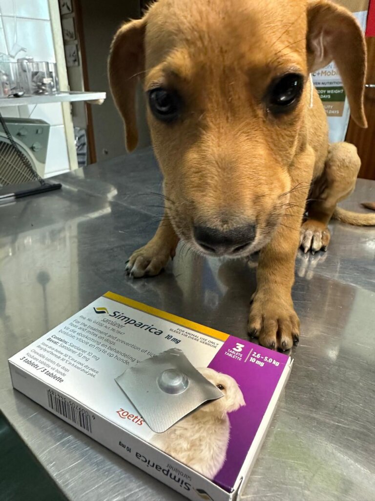 Animal Treatment Fund