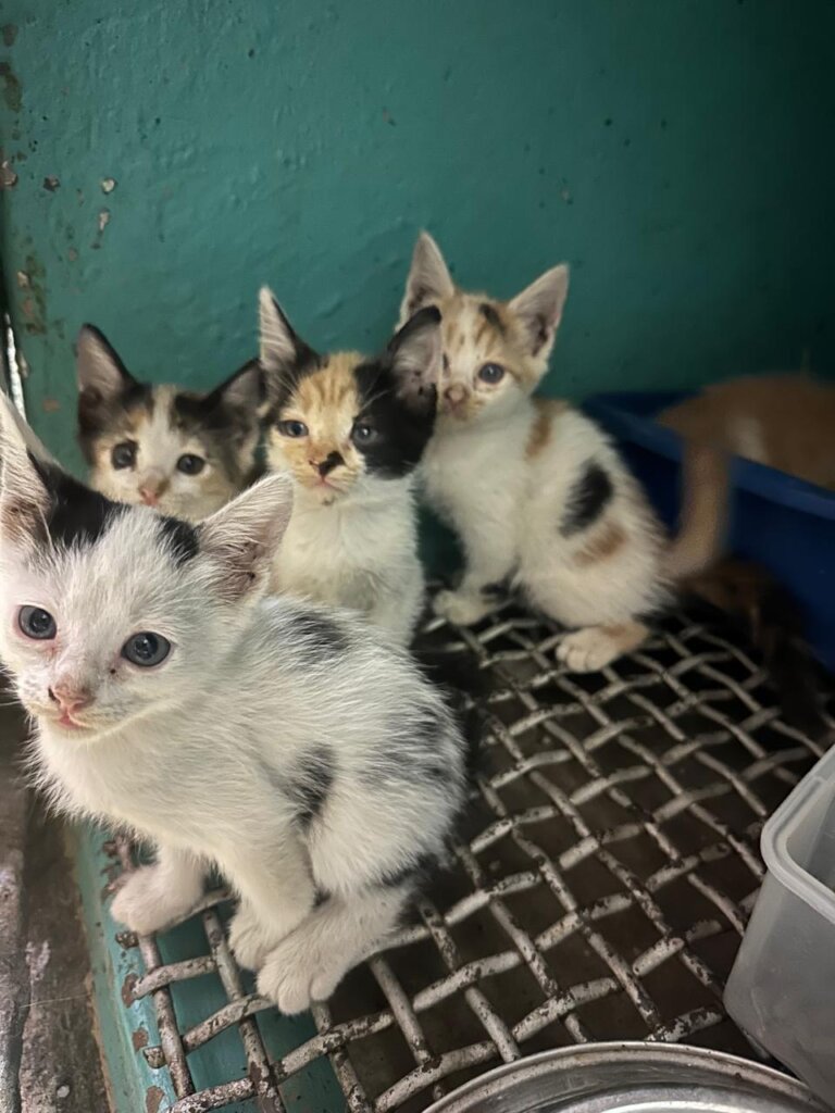 Animal Treatment Fund