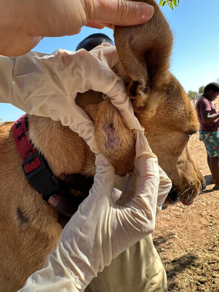 Animal Treatment Fund