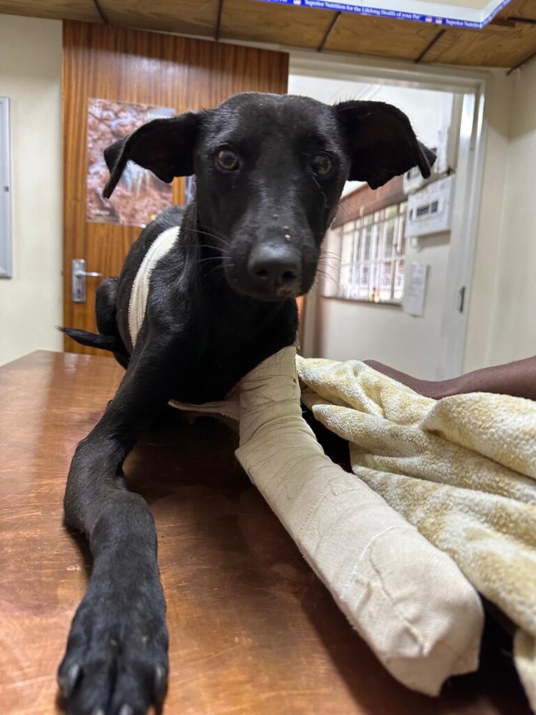 Animal Treatment Fund