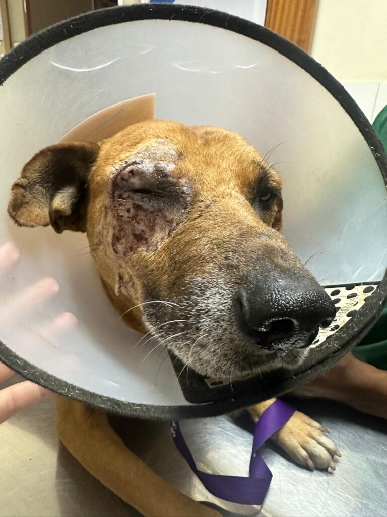 Animal Treatment Fund