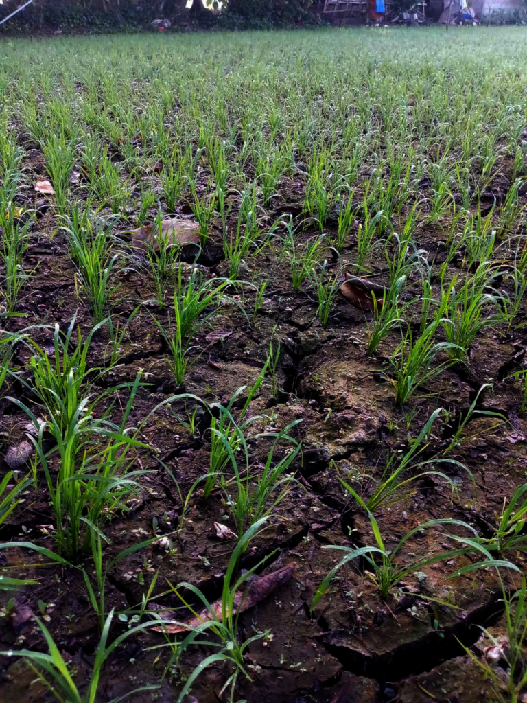 Food Relief to Drought Stricken  Farmers