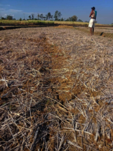 Food Relief to Drought Stricken  Farmers