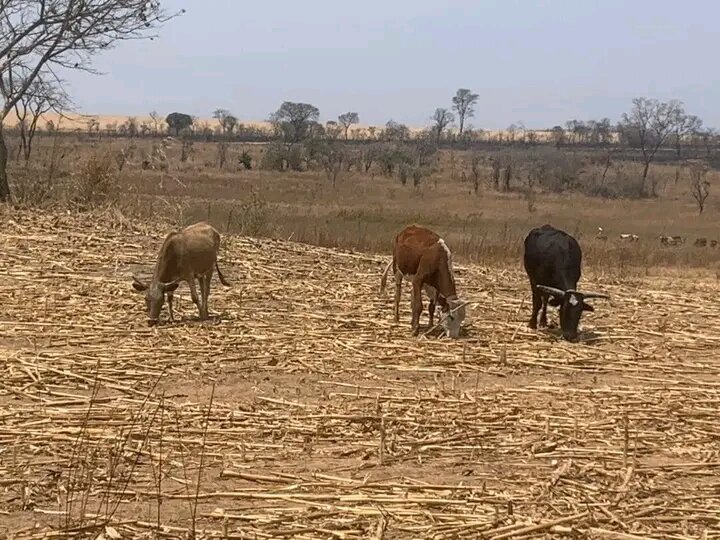 Help 500 EL-NINO drought victims in Zimbabwe