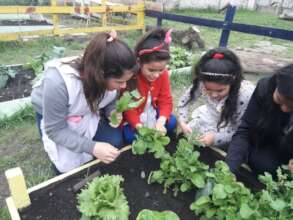 Seeding