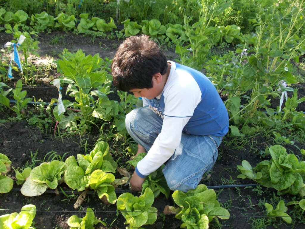2,410 Children benefited with 10 Vegetable Gardens