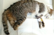 Leg implant for Bonny