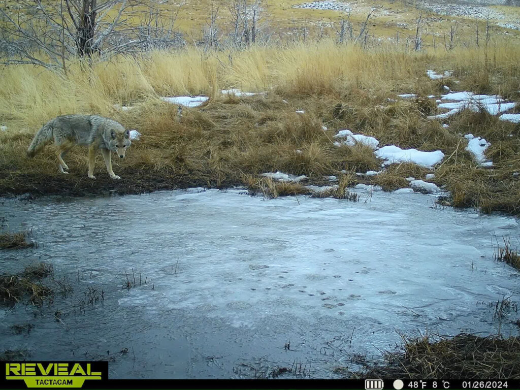 Protect Nevada's Fish Springs Wild Horses