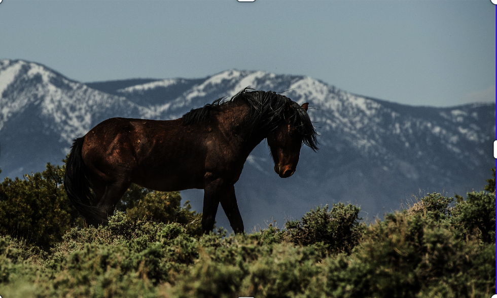 Protect Nevada's Fish Springs Wild Horses