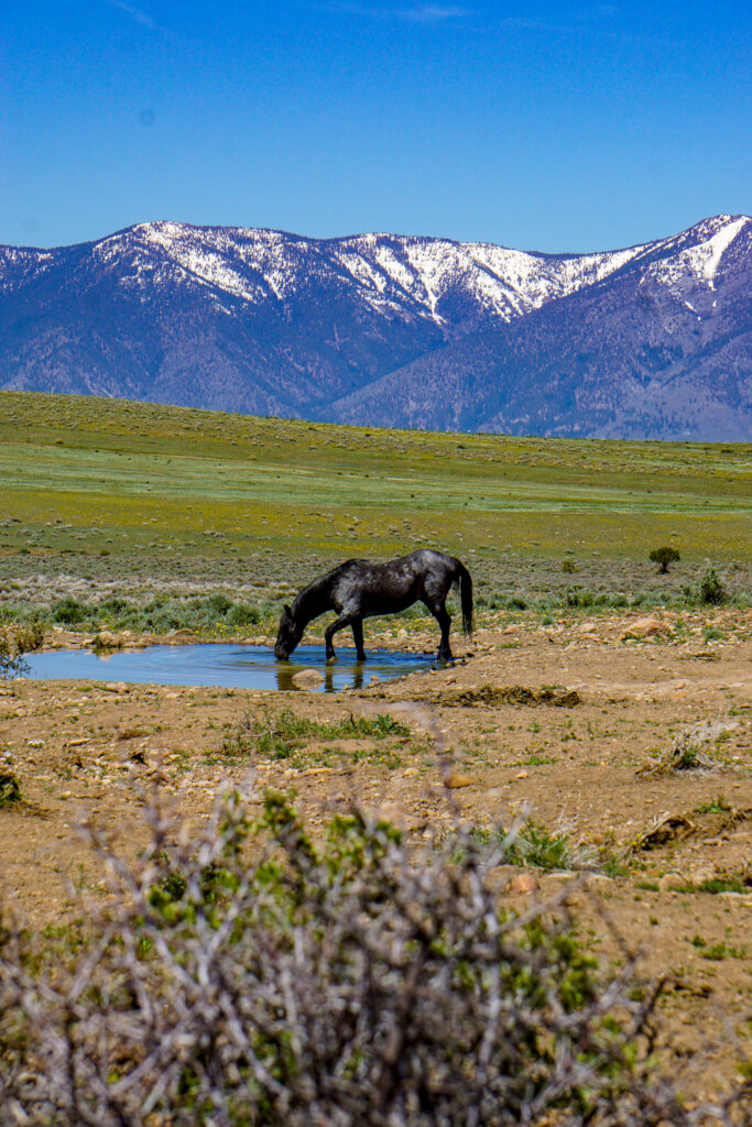 Protect Nevada's Fish Springs Wild Horses