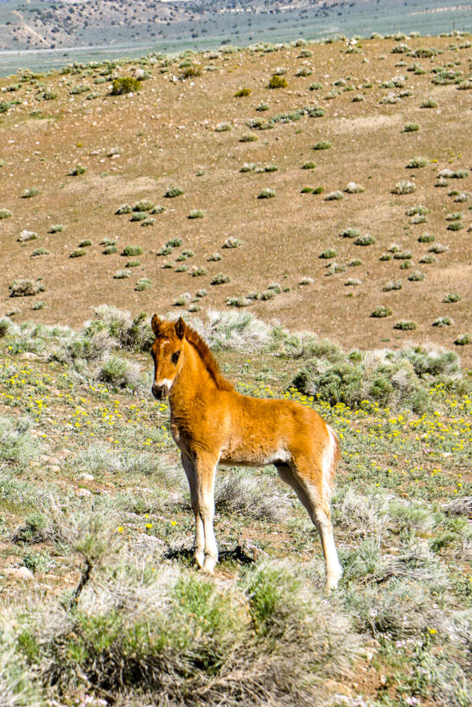 Protect Nevada's Fish Springs Wild Horses