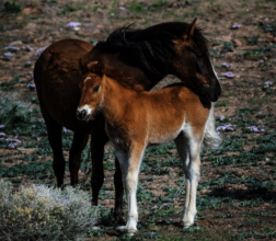 Mare and foal at Fish Springs