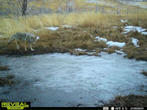 Coyote at Buckeye Creek