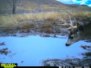Deer at Buckeye Creek